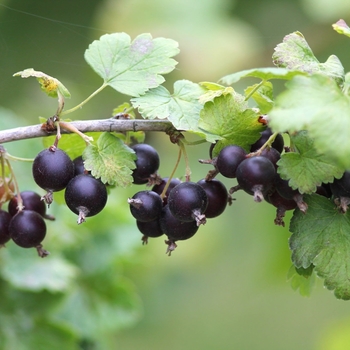 Ribes nidigrolaria