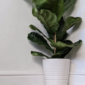 Ficus lyrata