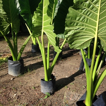 Alocasia 'Multiple Varieties' 