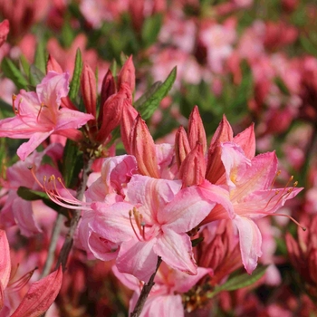 Rhododendron Northern Lights hybrid 'Candy Lights™' 