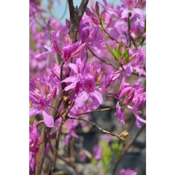 Rhododendron Northern Lights hybrid 'Lilac Lights' 