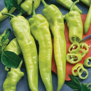 Capsicum annuum 'Hungarian Hot Wax' 