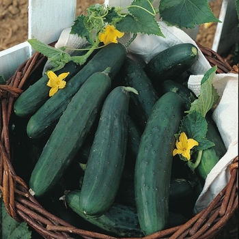 Cucumis sativus 'Davida' 