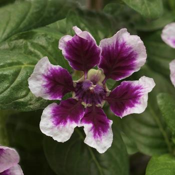 Cuphea procumbens