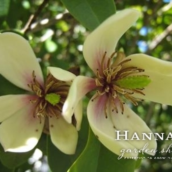 Magnolia figo var. skinneriana