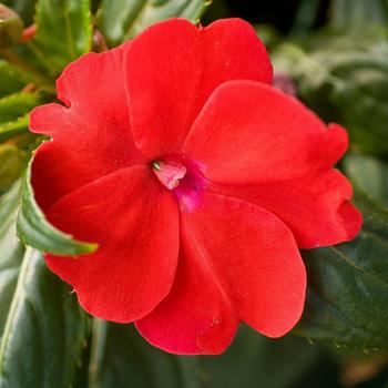 Impatiens SunPatiens® Compact Red