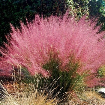 Muhlenbergia capillaris 'Pink Cloud' 