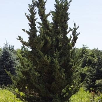 Juniperus chinensis 'Robusta Green' 