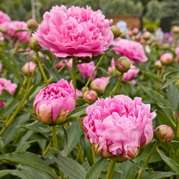 Paeonia lactiflora 'Dr. Alex Fleming' 