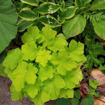 Heuchera 'Chartreuse Charmer' 