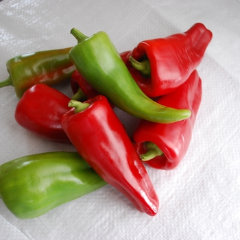 Capsicum annuum 'Cubanelle' 