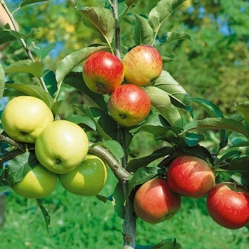 Malus 'Combo' 