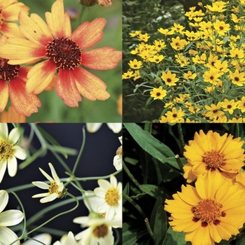 Coreopsis rosea