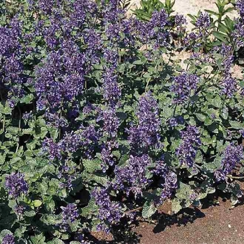 Nepeta mussunii