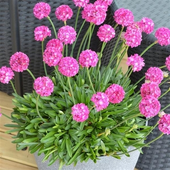 Armeria pseudarmeria 'Dream Weaver' PP30600