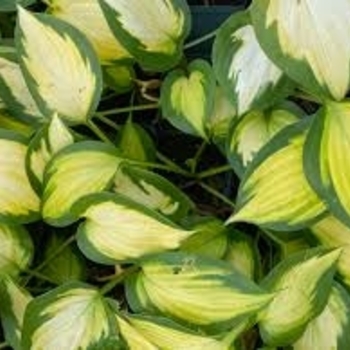 Hosta 'Forbidden Fruit' PPAF