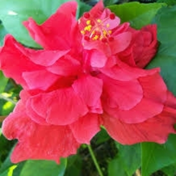Hibiscus rosa-sinensis 'Double Red' 