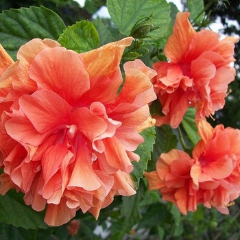 Hibiscus rosa-sinensis 'Double Peach' 