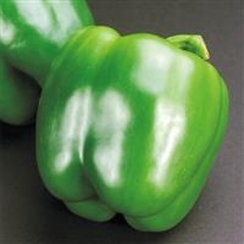 Capsicum annuum 'California Wonder' 