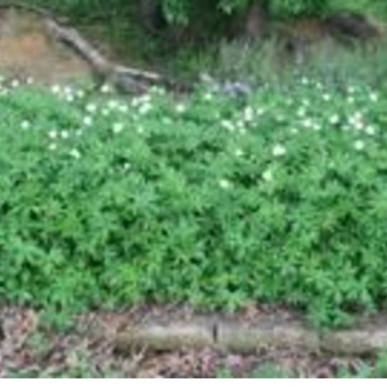 Anemone virginiana