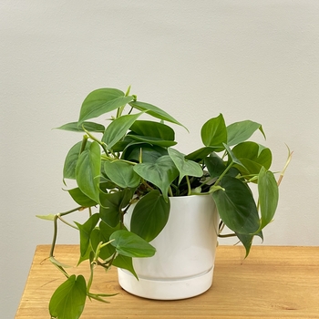 Philodendron cordatum