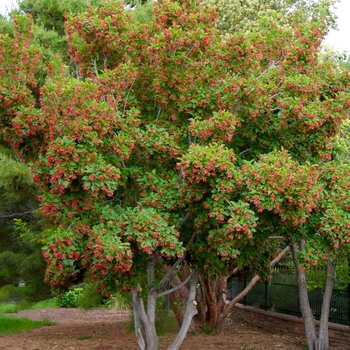 Acer tataricum 'Garann' PP15023