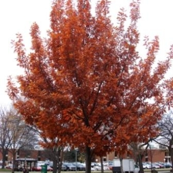 Quercus x bimundorum 'Midwest' 