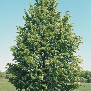 Tilia cordata