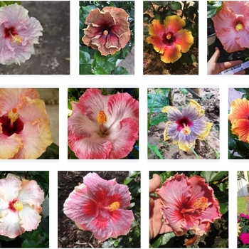 Hibiscus rosa-sinensis 'C'est Bon Cajun' 