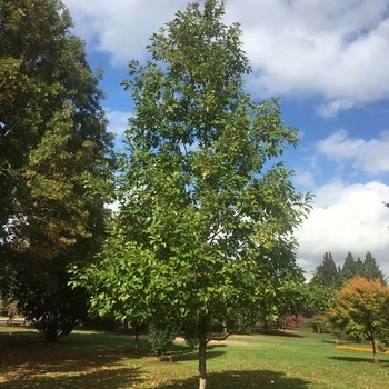 Quercus bicolor 'JFS-KW12' PP23632