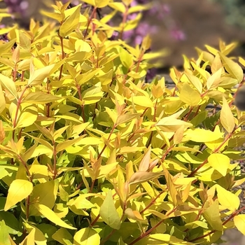 Abelia x grandiflora 'Super Gold' 