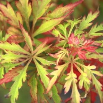 Acer palmatum 'Shigure Bato' 