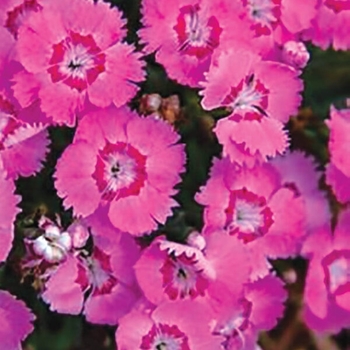 Dianthus 'Strawberry Tart' 