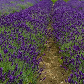 Lavandula angustifolia 'Imperial Gem' 