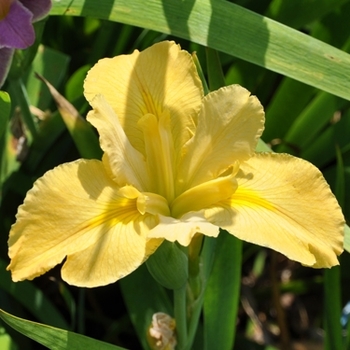 Iris 'Sun Fury' 