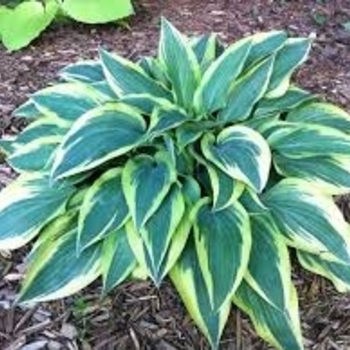 Hosta 'Yellow River' 