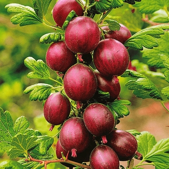 Ribes uva-crispa 'Hinnonmaki Red' 