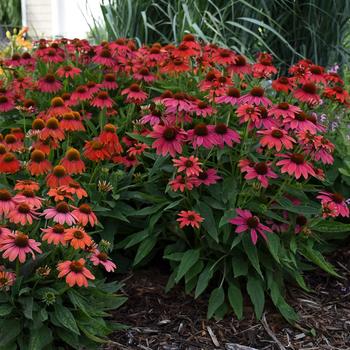 Echinacea Summersong™ 'Firefinch™'