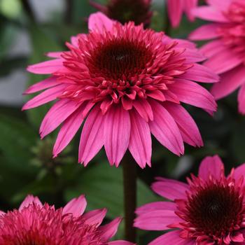 Echinacea Double Scoop™ 'Watermelon Deluxe'