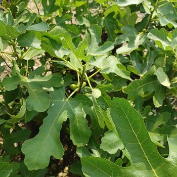 Ficus carica 'LSU Purple' 