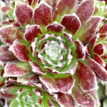 Echeveria x imbricata 'Blue Frills' 