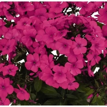 Phlox paniculata 'Cerise' PPAF