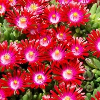 Delosperma 'Saucy Strawberry' 