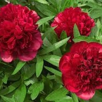 Paeonia 