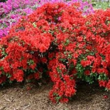 Rhododendron 'Girard's Hot Shot' 