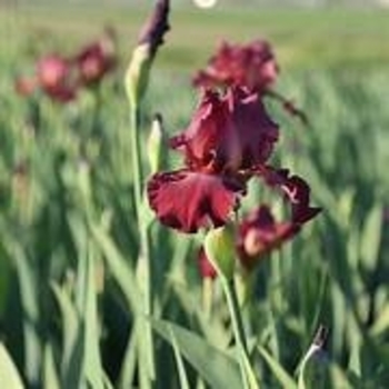 Iris germanica 'Lady Friend' 