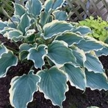 Hosta 'Hope Springs Eternal' PPAF, Can PBRAF