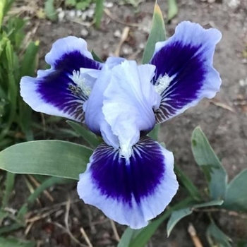 Iris pumila 'Smart' 