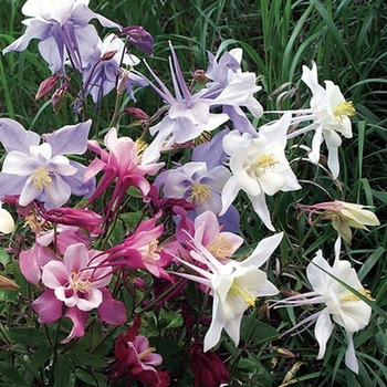 Aquilegia caerulea 'Songbird Mix' 