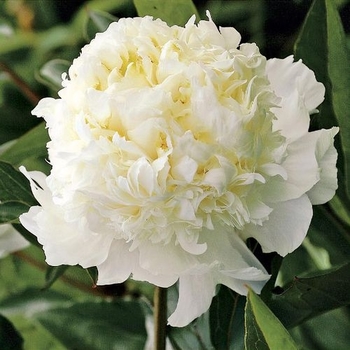 Paeonia lactiflora 'Santa Fe' 